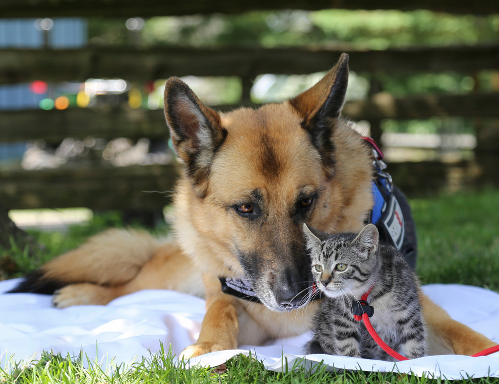 First Aid for Dogs and Cats